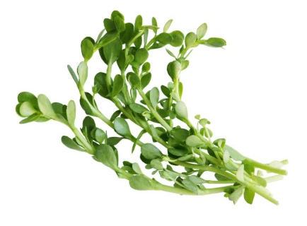 Representación visual del ingrediente Bacopin®